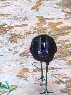 Discovery Cove Grey-winged trumpeter, Psophia crepitans
