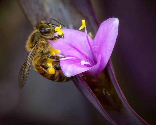 honeybee in purple heart flower