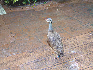 Discovery Cove White Bellied Bustard