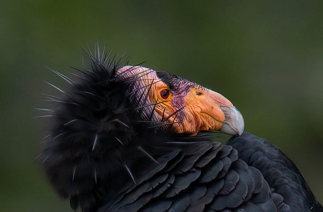 California condor  -  Gymnogyps californianus