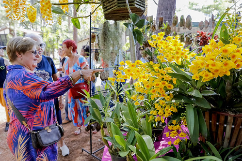 Feira de Orquídeas do Jardim Botânico expõe mais de duas mil mudas