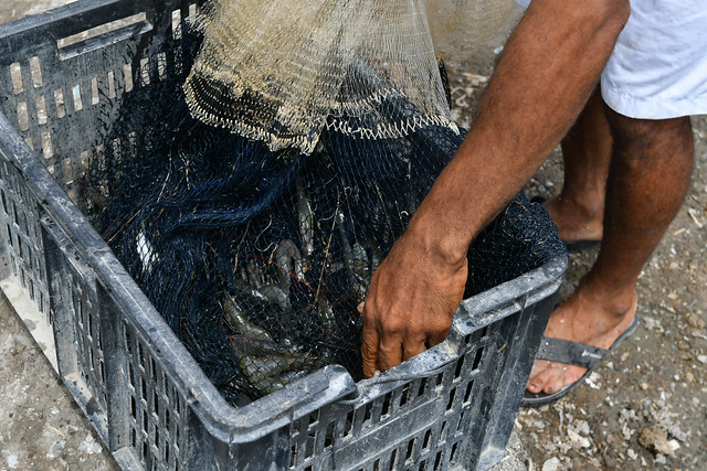 MPPE inspeciona mais viveiros de camarão em área de manguezal, em Afogados