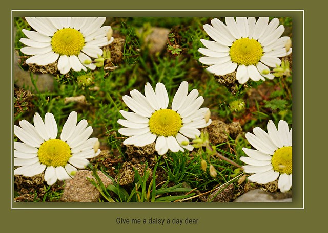 26/52 Give me a daisy a day dear