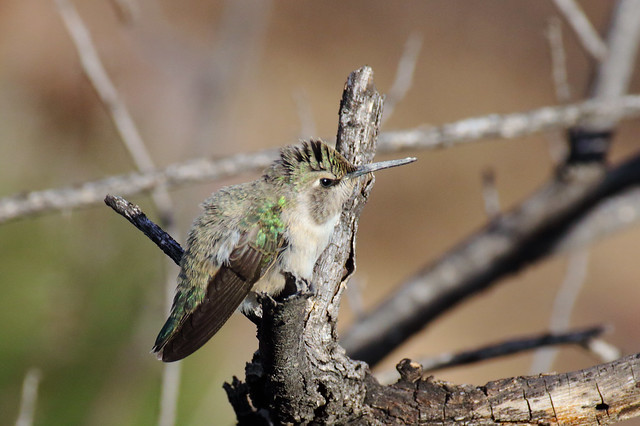 Costa's Hummingbird, Female (Calypte anna); Catalina, AZ [Lou Feltz]