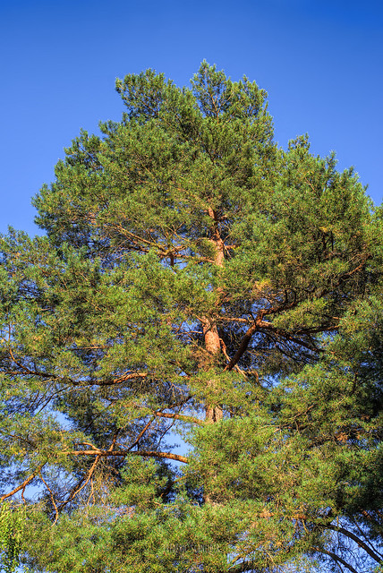 Beutiful Scots Pine