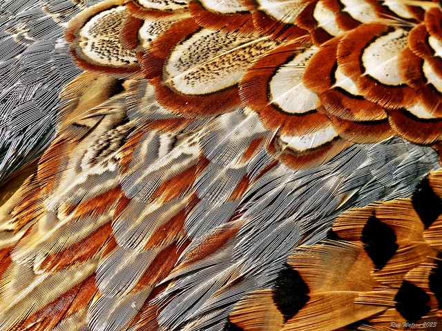 Pheasant feathers 2