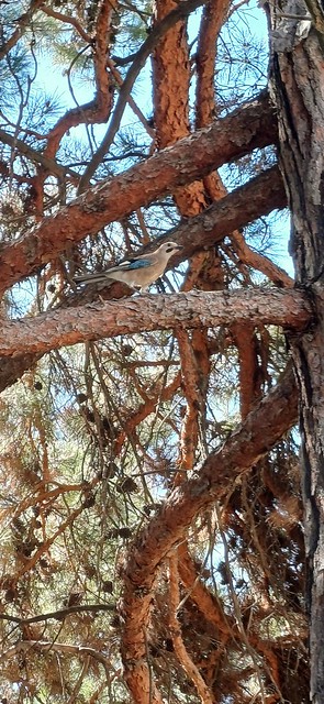 wild bird standing on branch