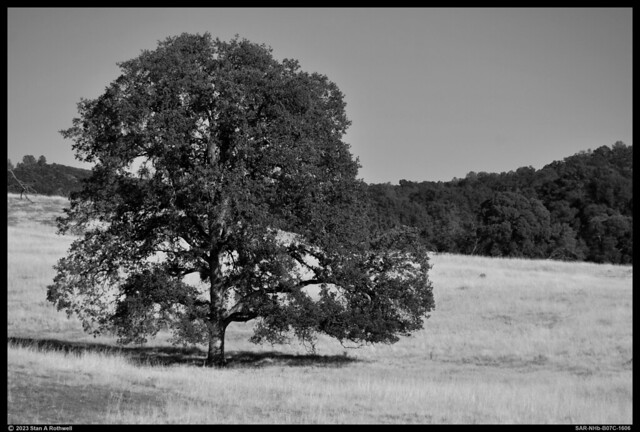 Oak Trees & Grasslands, Amador County