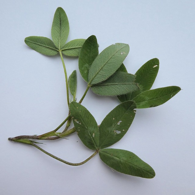 Trifolium medium L. - Zigzag Clover