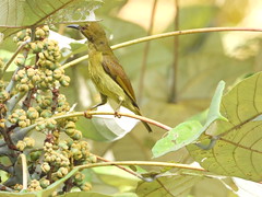 Red throat sunbird (female)