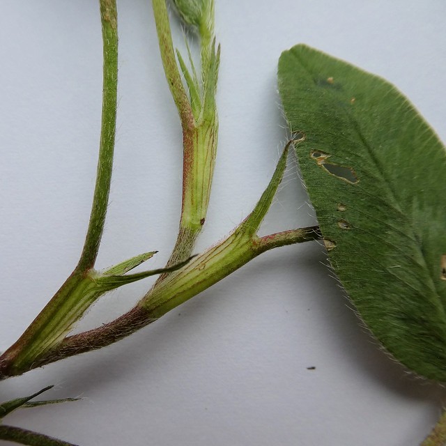 Trifolium medium L. - Zigzag Clover