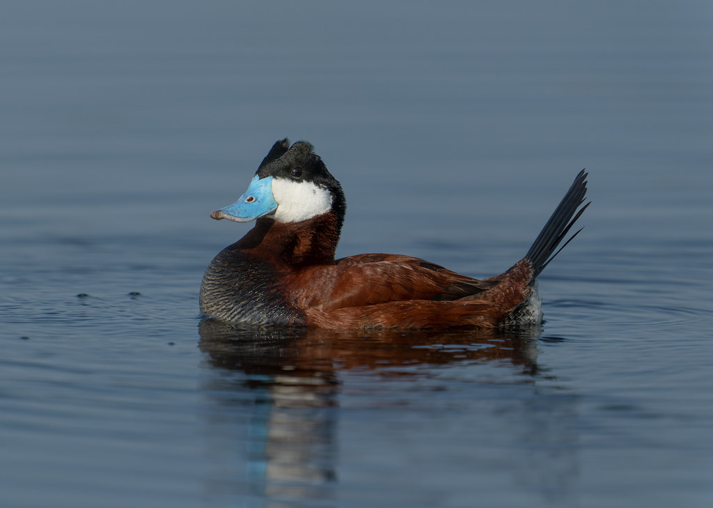 Ruddy duck. Minnedosa. MB. | Thanks for your comments and fa… | Flickr