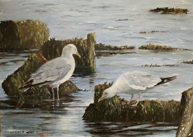 Gulls at Middlehaven