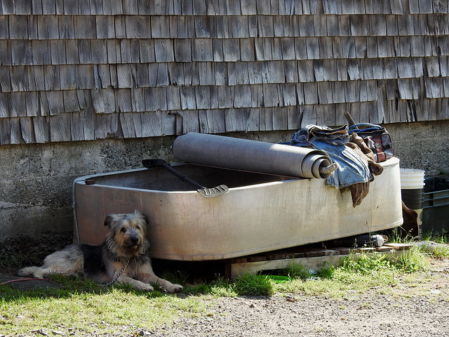 A sleepy dog resting in the shade of the remnants of artist Michael Zimmer's aluminum sardine can, a floatable artwork in Seal Cove on Grand Manan Island, New Brunswick