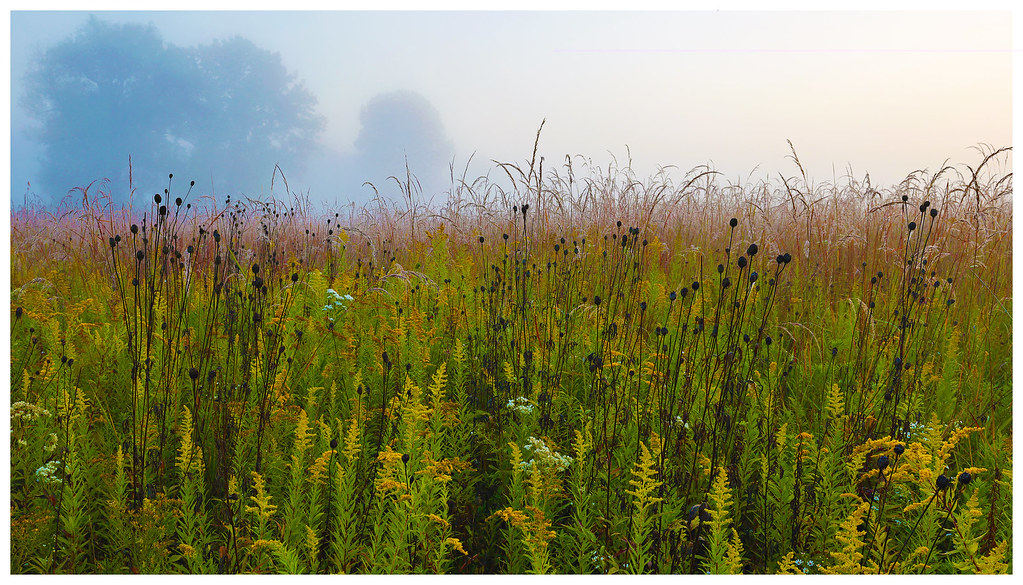 Late September Prairie Mix | Our prairies look more and more… | Flickr