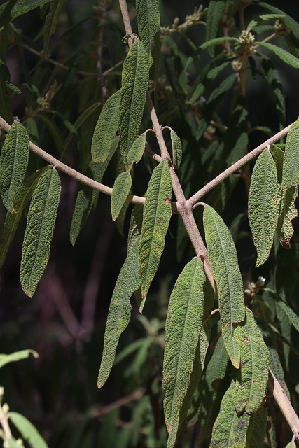 Pityrodia salviifolia Lamiaceae 0823 06 Paluma