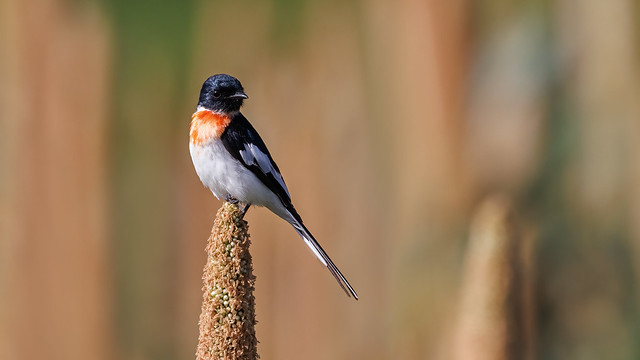 A White Bellied Minivet Male on a cob