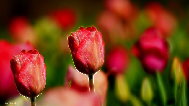 12548 - Tulipes