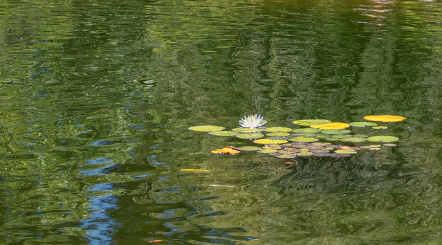 Reflections and Lillies