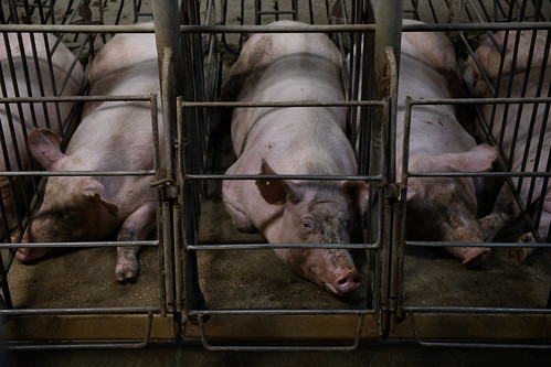 Encerradas: una investigación sobre las jaulas en la industria porcina española