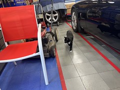Garage Cats