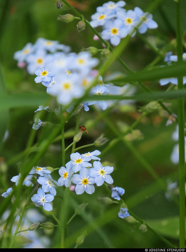 20210609_04k Forget-me-not (Myosotis sp.) | The trail Hallandsleden (section: Assman to Gyltige) near Simlångsdalen, Halland, Sweden | by ratexla (protected by Pixsy)