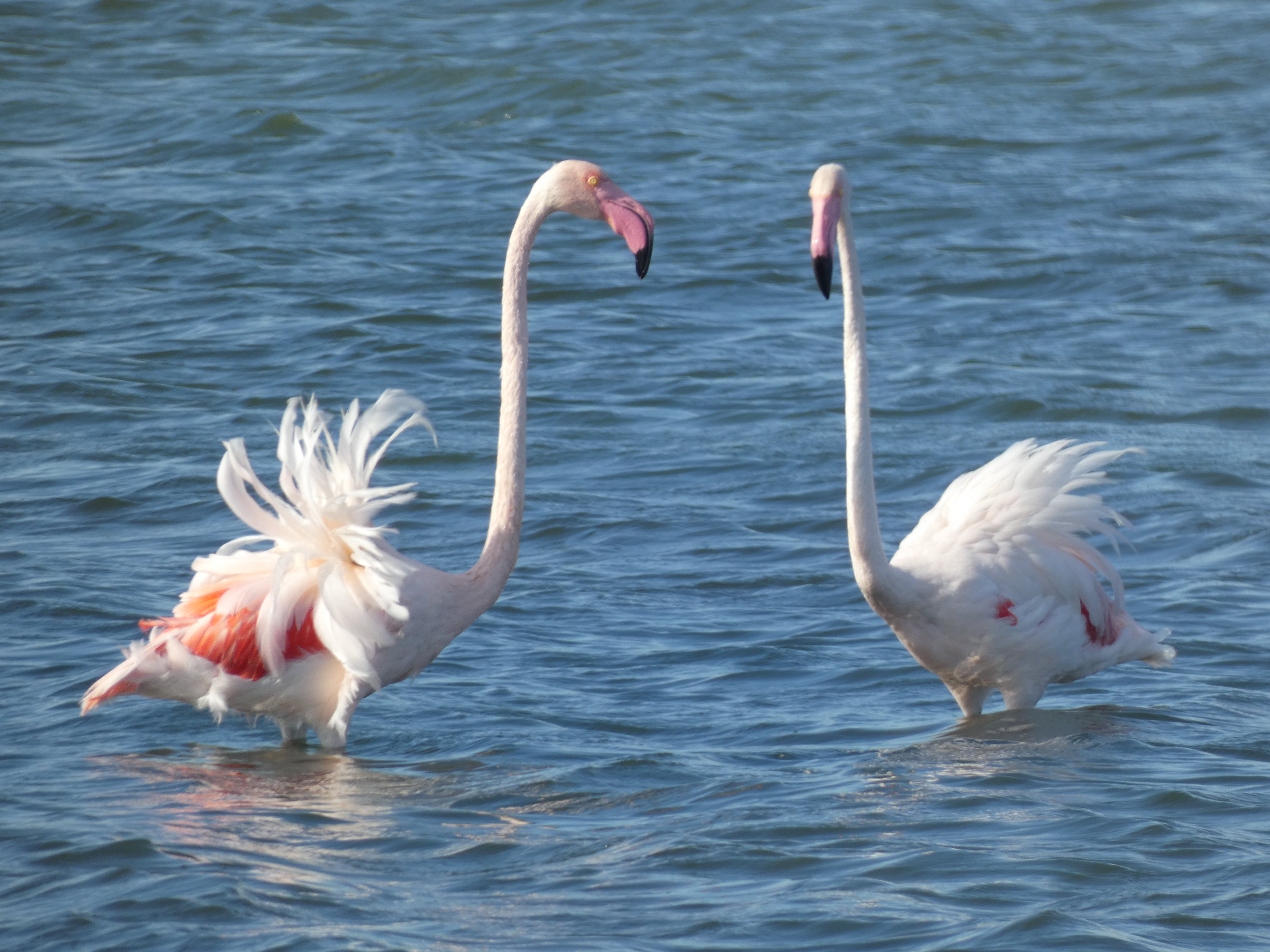 Pair of Greater Flamingos, Étang du Médard, Le Grau-du-Roi, Gard, France, 19 September 2023
