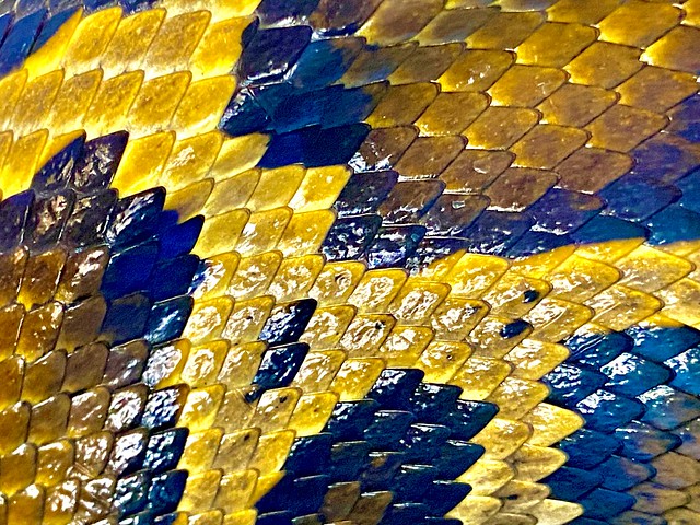 Macro of the scales of a Burmese python