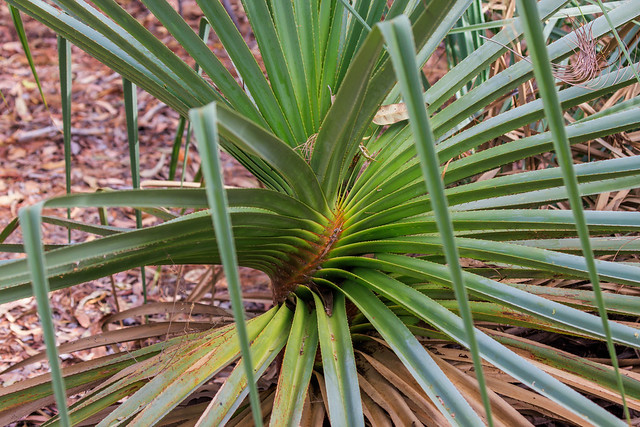Screw pine, El Questro,  Kimberley, Western Australia 20230812_085643_AB_MG_1330