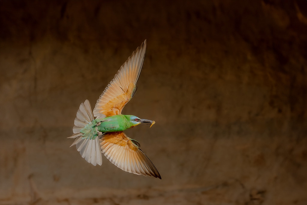 BlueCheeked Bee-Eater (Merops Persicus) Flying with dragonfly