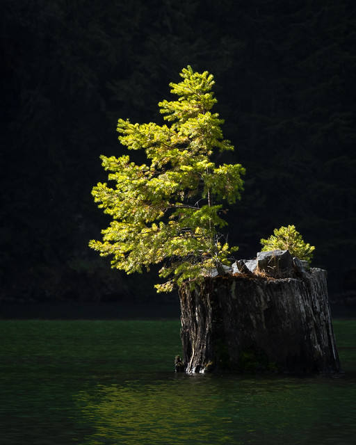 Sunlit young tree in Gorge Lake on the North Cascades Highway