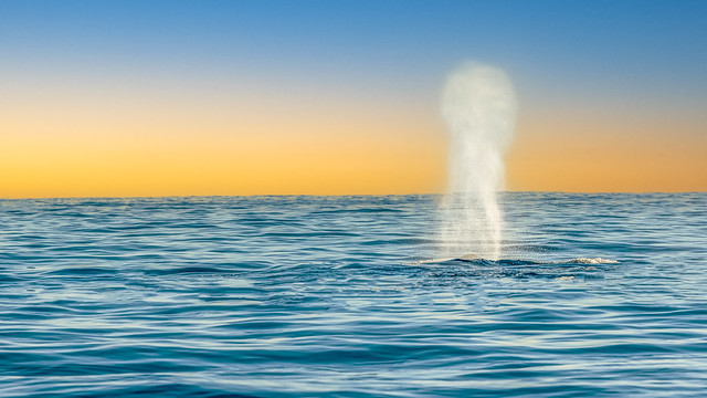 Humpback whale-Baleine à bosse (Megaptera novaeangliae)