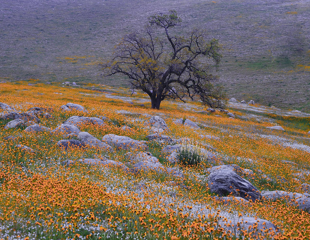 Isolated Oak, spring flowers