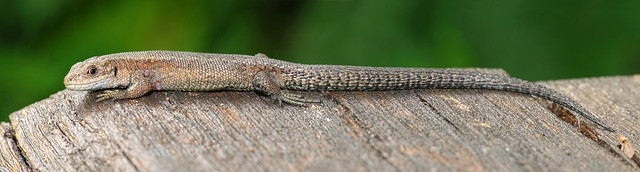 Common Lizard (Zootoca vivipara)