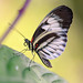 Piano Key Butterfly: A Beautiful Melody of Nature