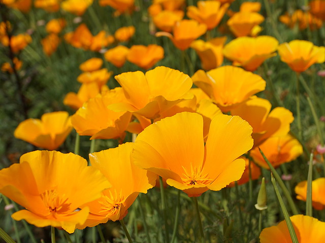 california poppies in sunlight