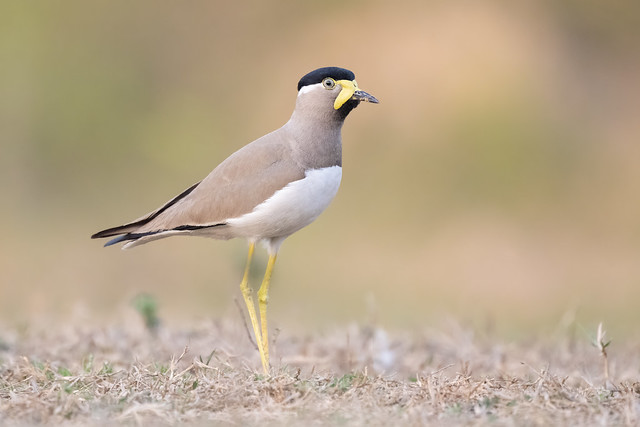 Yellow-Wattled Lapwing (Vanellus malabaricus)