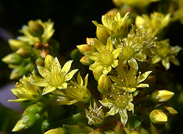 Suculenta - Flores amarillas _ 0012