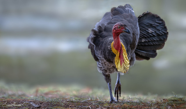 Australian Brush Turkey