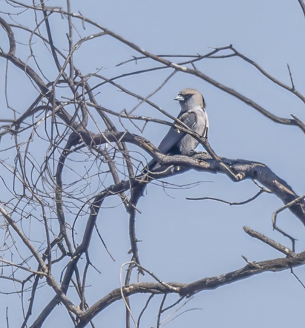 Black faced Woodswallow