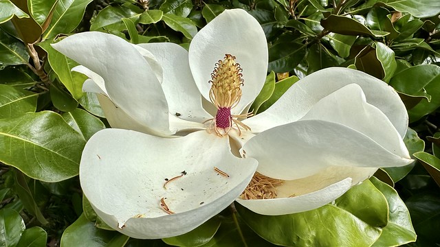 Magnolie im Botanischen Garten Samarès Manor Jersey