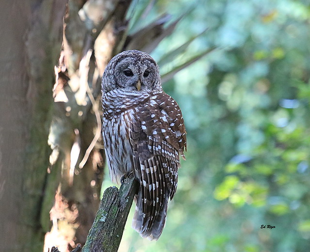 BARRED OWL - The Beauty Of God's Creation in Polk County Florida USA 9/23/23