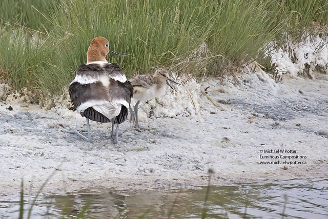 American Avocet adult and young (another under)