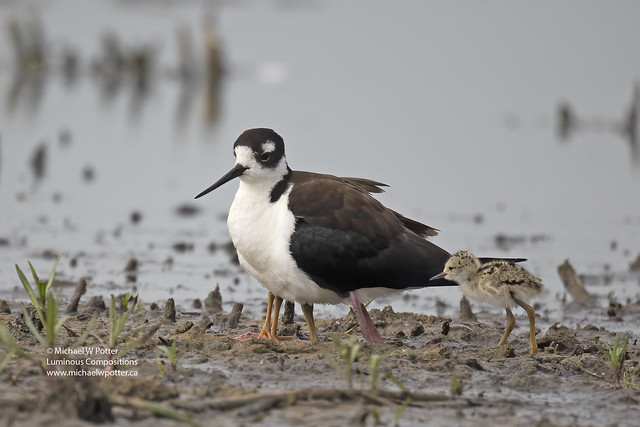 Black-necked Stilt adult and three young (two under)