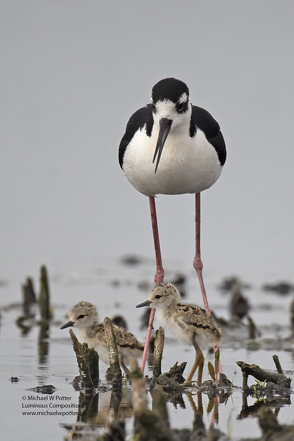 Black-necked Stilt adult and two young