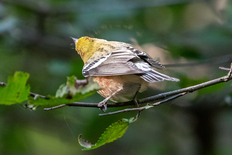bay-breasted-warbler-6702