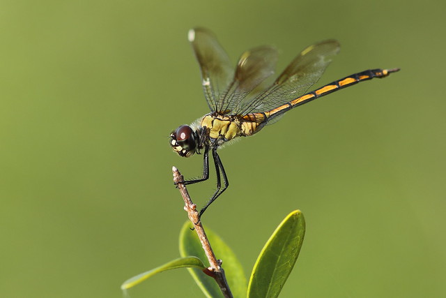 Four-spotted Pennant (female)- SunWest Park