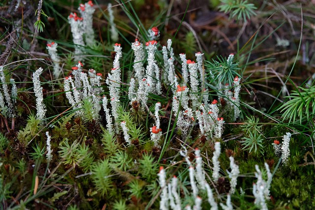 Cladonia lichen, Scotland