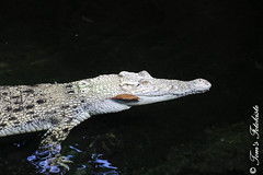Leistenkrokodil (Crocodylus porosus) - Tong