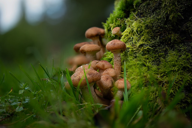 A mushroom family
